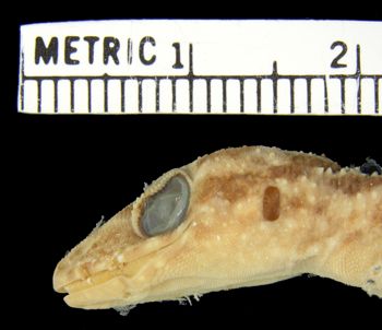 Media type: image;   Herpetology R-26994
